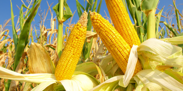 The benefits of Corn proteins for hair